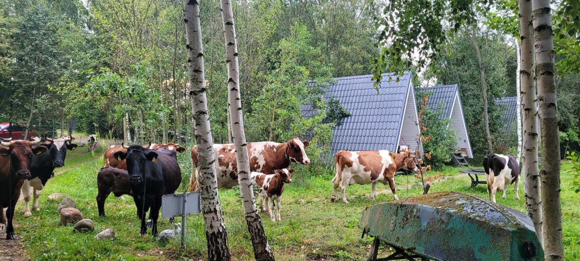 Vigio Brasta Camping Elektrenai Ngoại thất bức ảnh